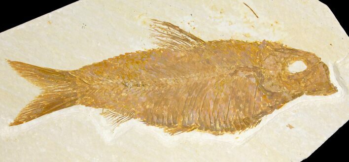 Fossil Fish (Knightia) - Green River Formation - Wyoming #136737